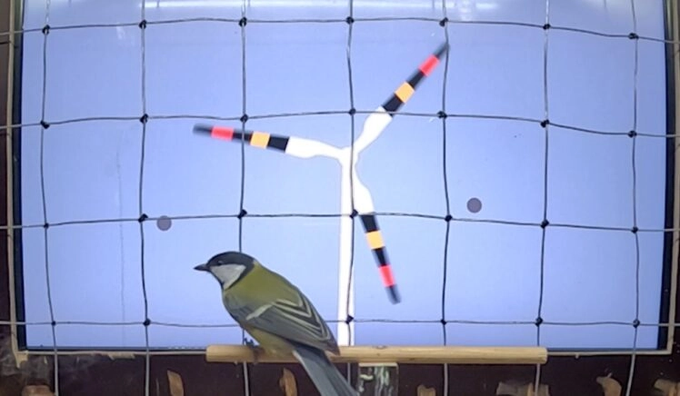 Een koolmees speelt een 'videospel' waarbij hij op grijze stippen op een touchscreen moet tikken met zijn snavel