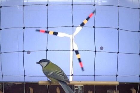 Een koolmees speelt een 'videospel' waarbij hij op grijze stippen op een touchscreen moet tikken met zijn snavel