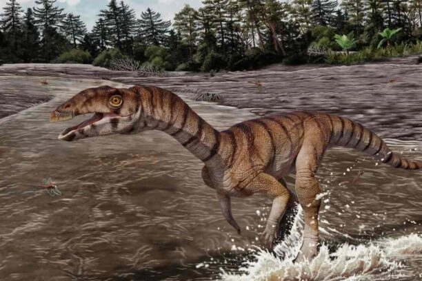 Labrujasuchus expectatus