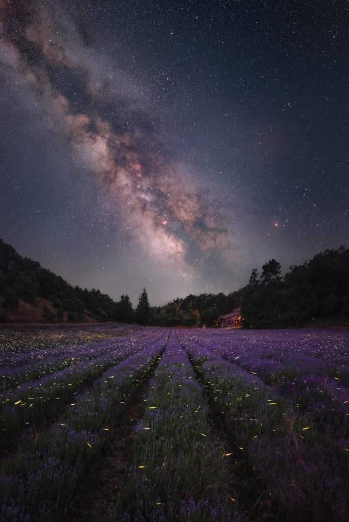Melkweg boven veld met lavendel en vuurvliegjes