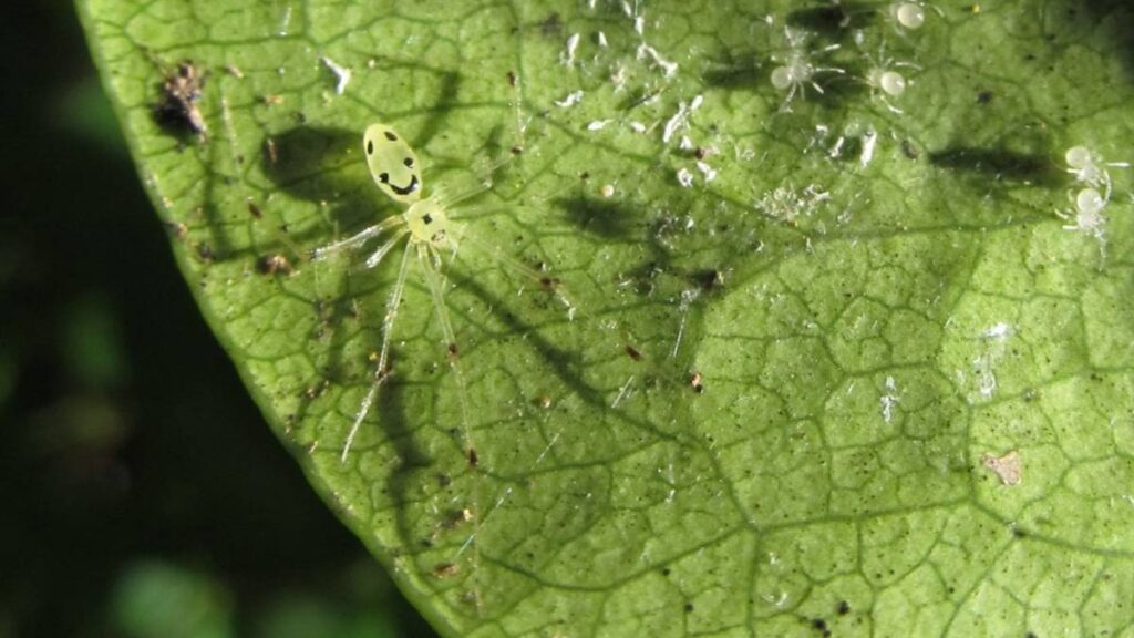 Theridion grallator met gezichtje op achterlijf