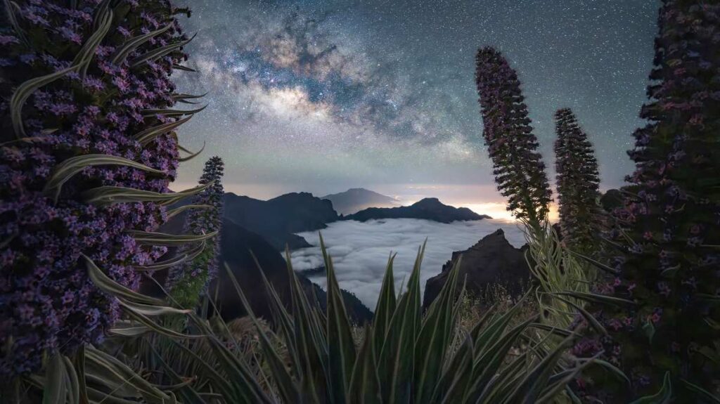 Foto van Melkweg vanaf hoge vulkaan op La Palma, roze bloemen op de voorgrond