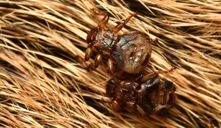insectenluisvlieg op de vacht van een hert