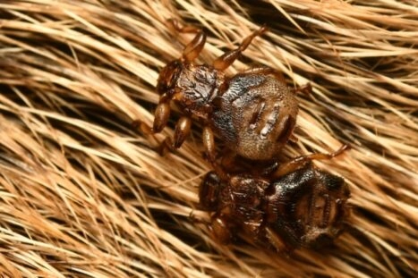 insectenluisvlieg op de vacht van een hert