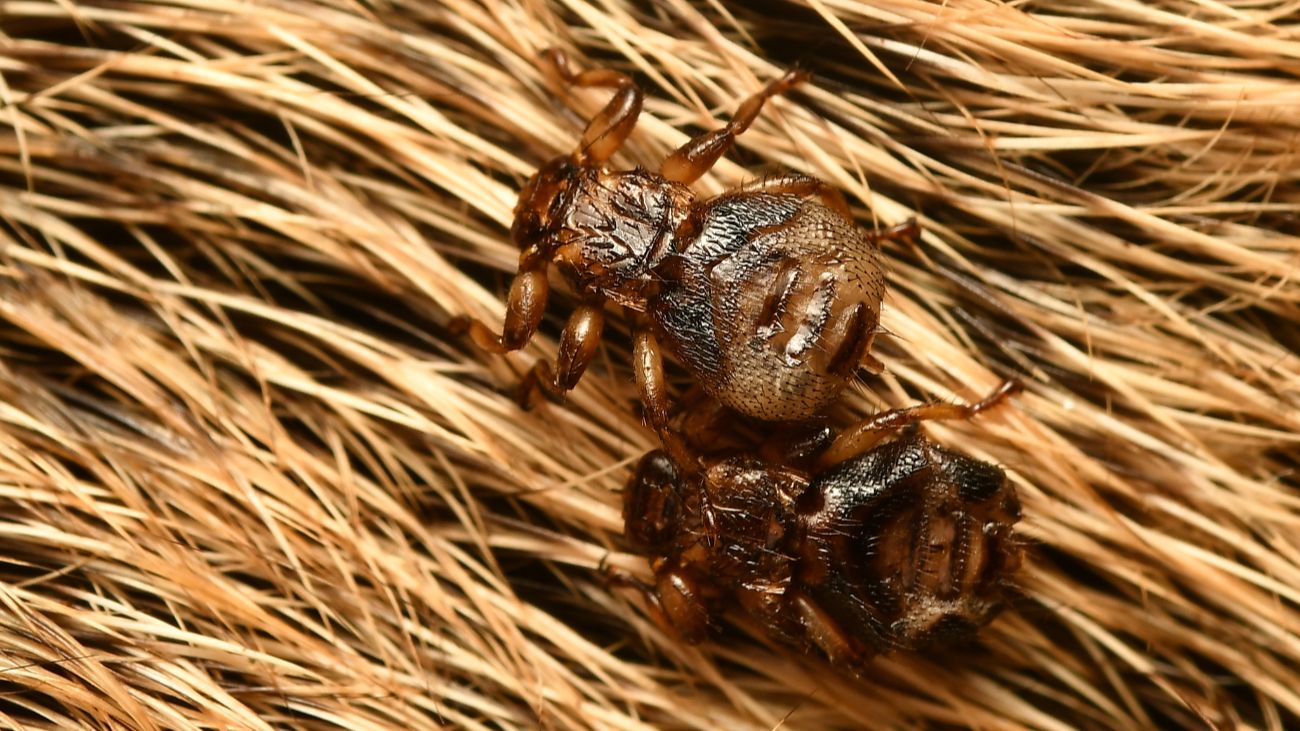 insectenluisvlieg op de vacht van een hert
