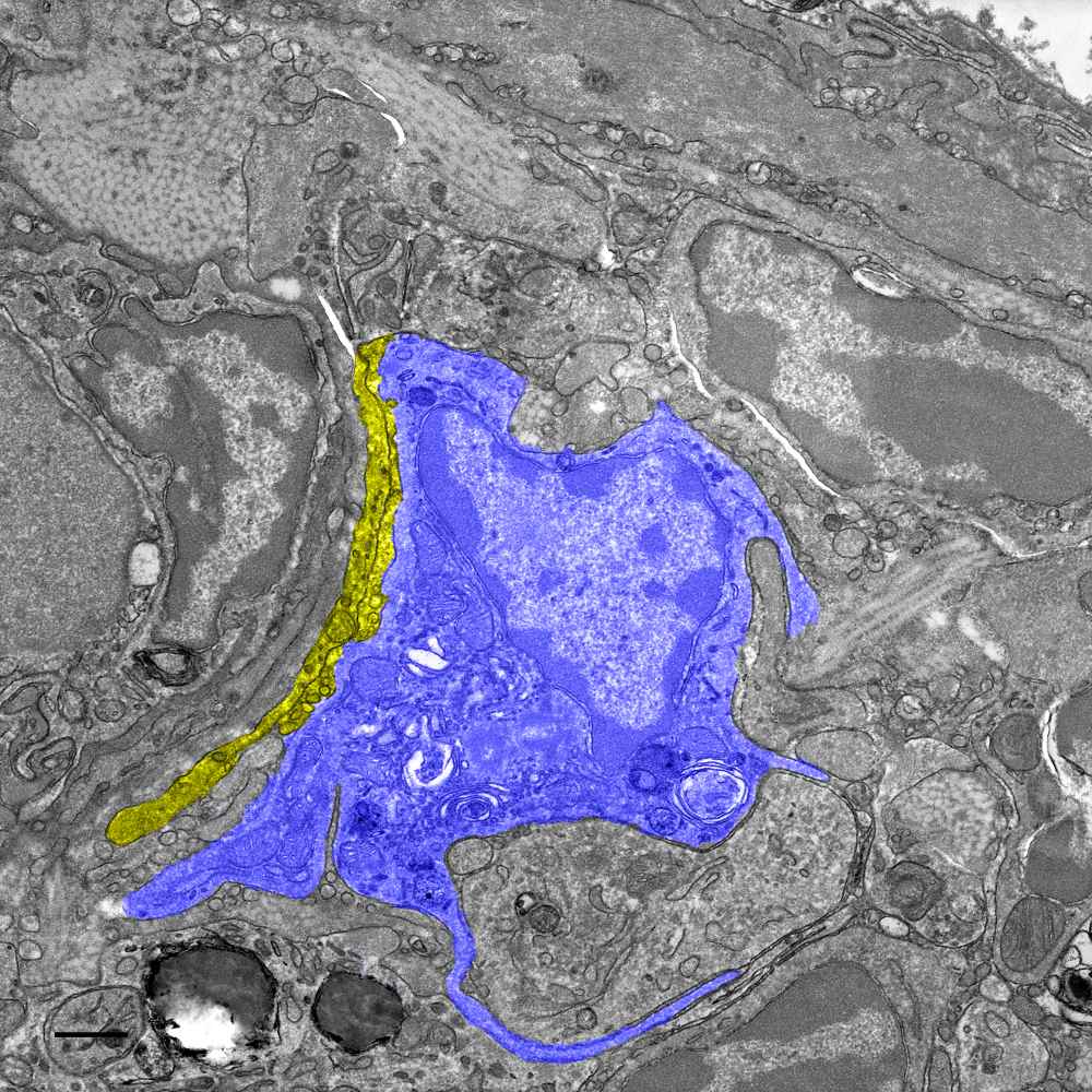Een macrofaag (blauw) en zenuw (geel) in de lever van een duif