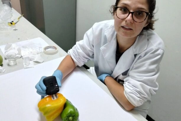 onderzoeker plakt sensor op een paprika