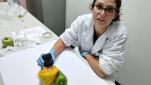 onderzoeker plakt sensor op een paprika
