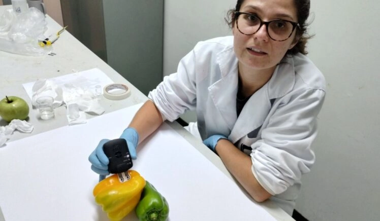 onderzoeker plakt sensor op een paprika