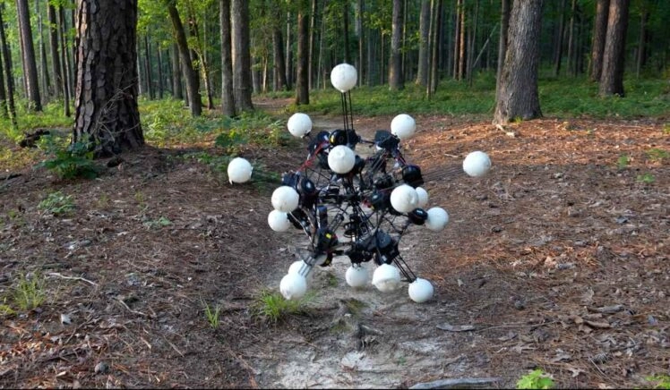 Argus in het bos