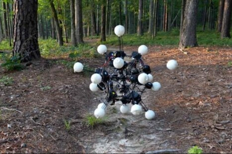 Argus in het bos