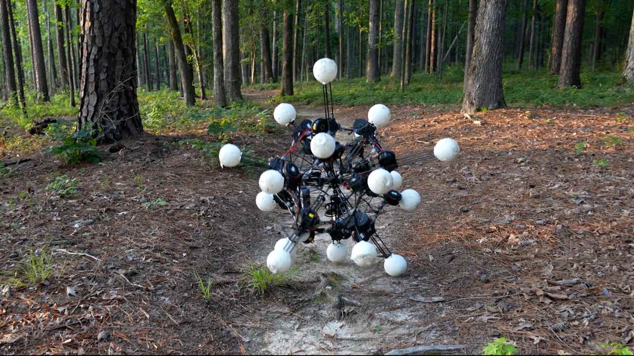 Argus in het bos