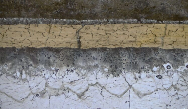 Het vleugelkootje onder de microscoop