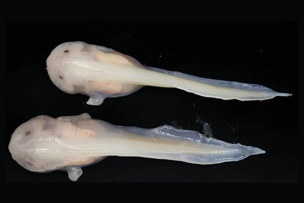 diepzeedieren