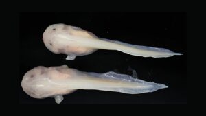 diepzeedieren