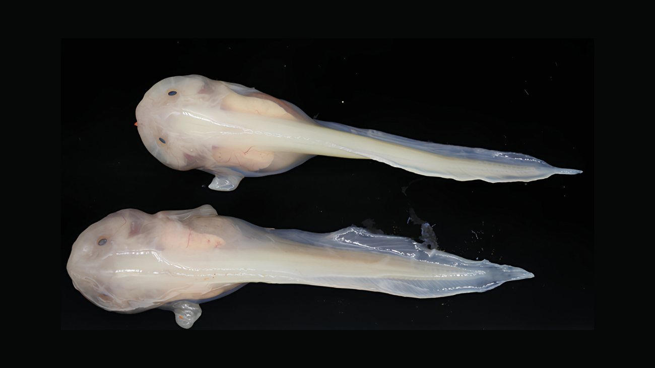 diepzeedieren