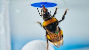 Deze hommel staat op een bal om bij de nepbloem te komen