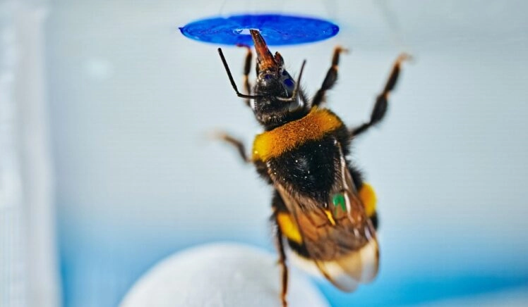 Deze hommel staat op een bal om bij de nepbloem te komen