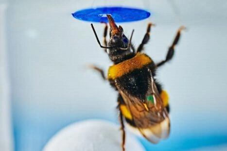 Deze hommel staat op een bal om bij de nepbloem te komen