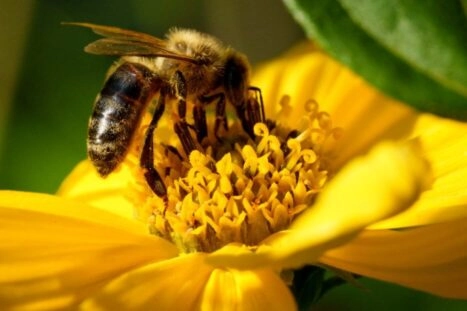 honingbijen