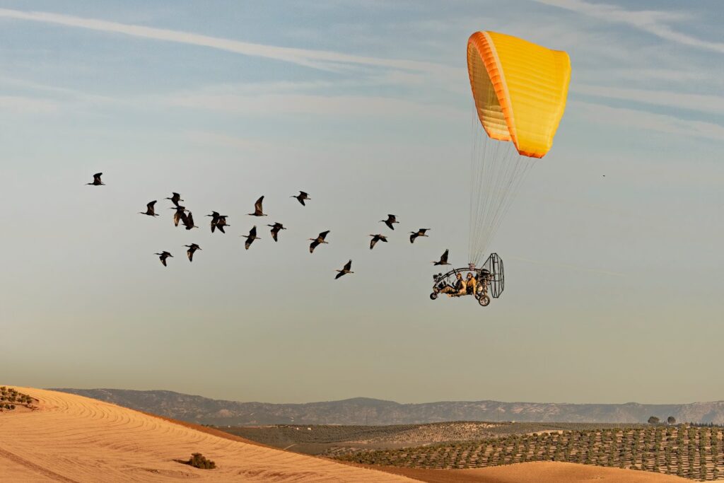 De heremietibissen vliegen hier over olijfbomen en glooiende heuvels de Spaanse gemeente Jaén