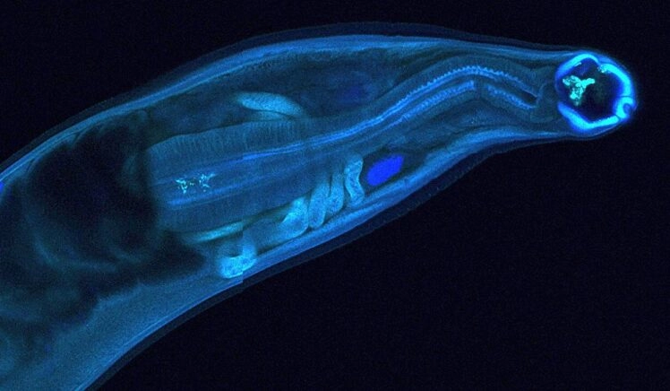 microscopische foto van een mijnworm