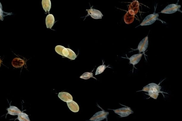 plankton