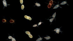 plankton