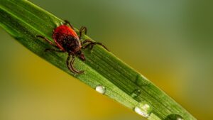 teek