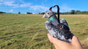 Duiven blijken hun ogen op een heel ingenieuze manier te gebruiken tijdens het vliegen en landen. Die strategie zou drones kunnen verbeteren.