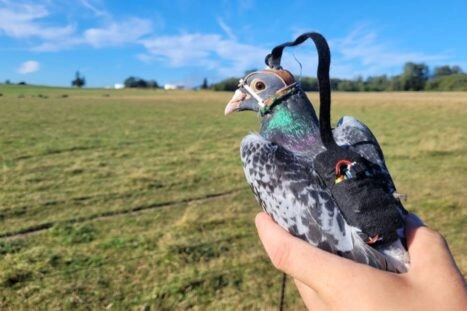 Duiven blijken hun ogen op een heel ingenieuze manier te gebruiken tijdens het vliegen en landen. Die strategie zou drones kunnen verbeteren.