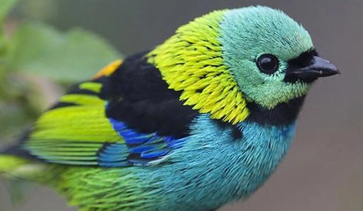 kleurrijke zangvogel