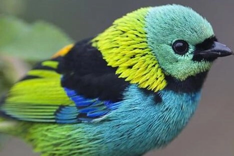 kleurrijke zangvogel