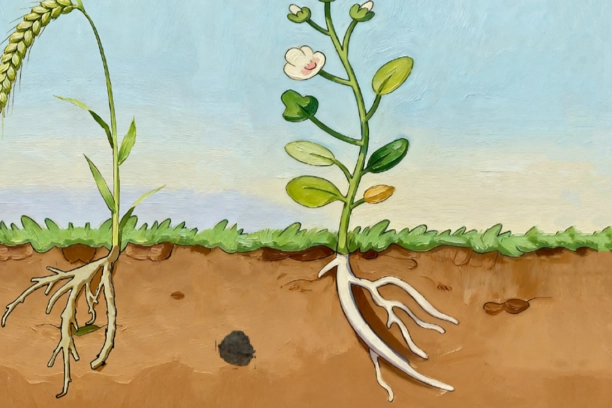 Illustratie van plantenwortels die rottend plantmateriaal ontwijken