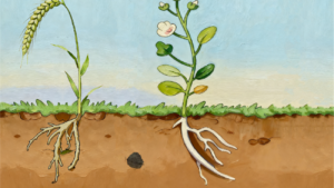 Illustratie van plantenwortels die rottend plantmateriaal ontwijken