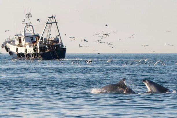 Twee tuimelaars volgen een trawler.