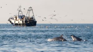 Twee tuimelaars volgen een trawler.