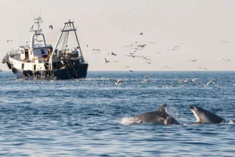 Twee tuimelaars volgen een trawler.