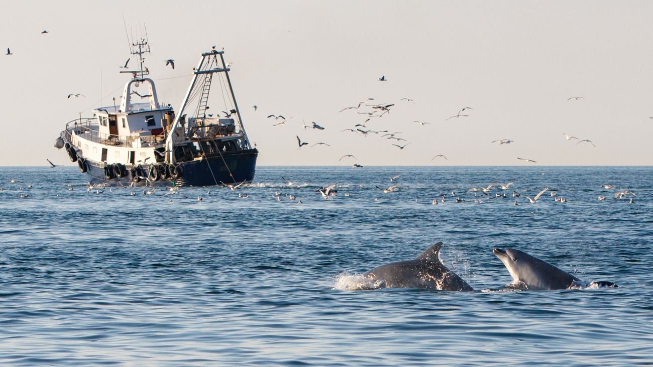 Twee tuimelaars volgen een trawler.