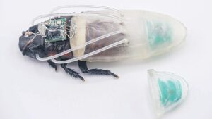 Een van de cyborg-kakkerlakken met een duikpak