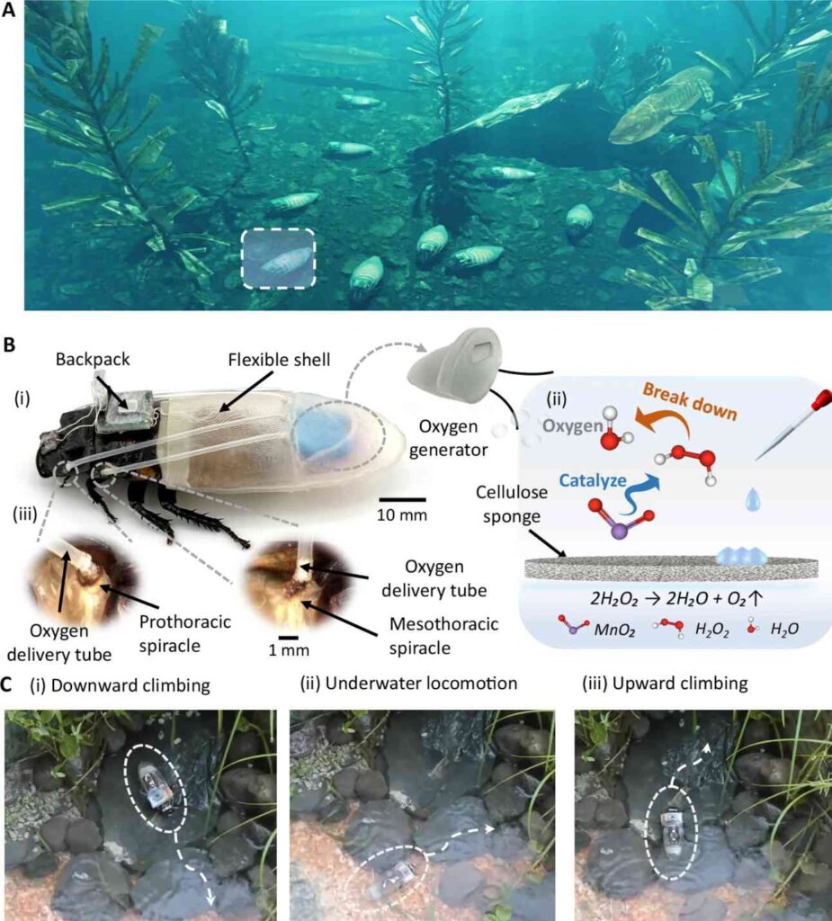 Cyborg-kakkerlakken onder water