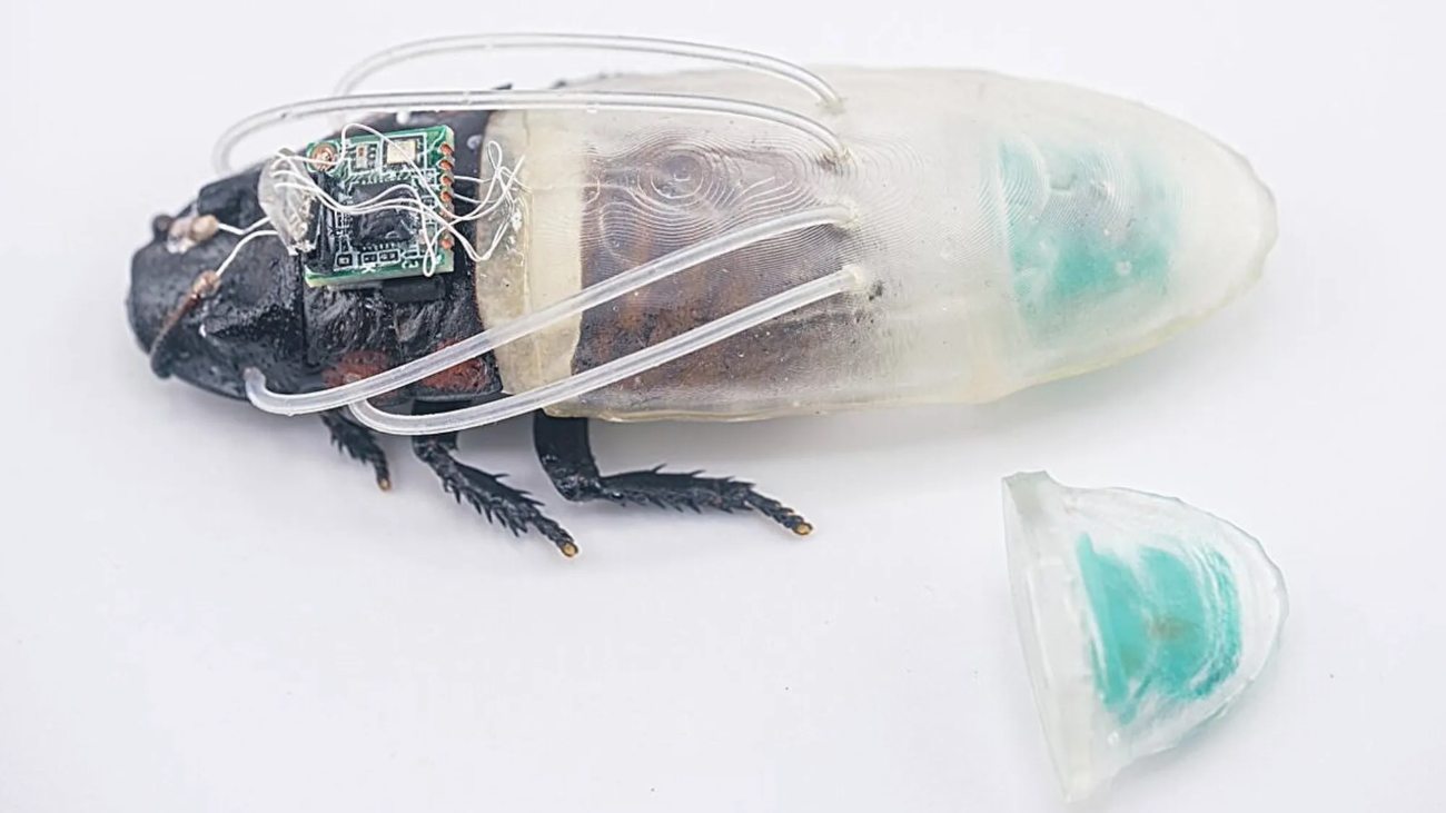 Een van de cyborg-kakkerlakken met een duikpak