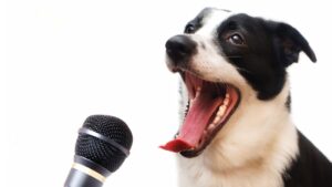 hond met microfoon, ter illustratie van dierentaal