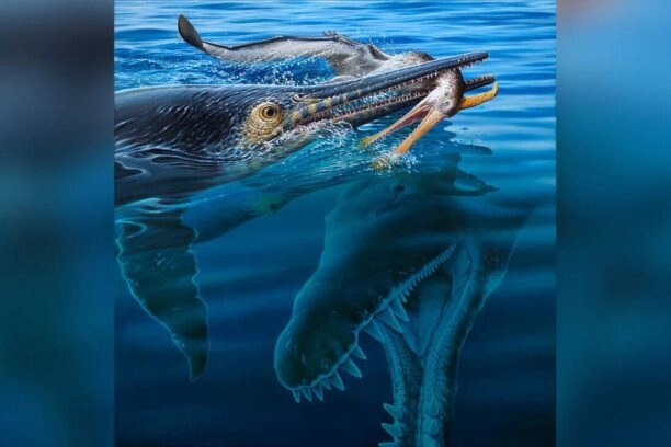 Illustratie van een 6 tot 7 meter lange ichthyosauriër die een pterosauriër eet. Onder hen zwemt de gigantische Kronosaurus.