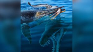 Illustratie van een 6 tot 7 meter lange ichthyosauriër die een pterosauriër eet. Onder hen zwemt de gigantische Kronosaurus.