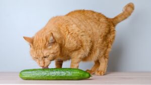 Oranje kat likt komkommer, ter illustratie van veganistisch voer voor honden en katten