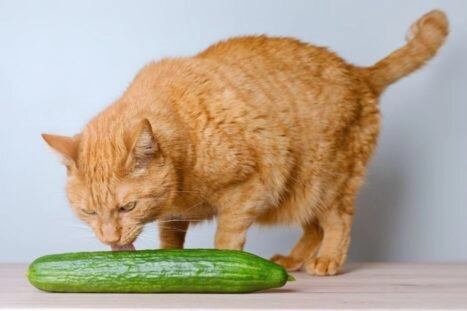 Oranje kat likt komkommer, ter illustratie van veganistisch voer voor honden en katten
