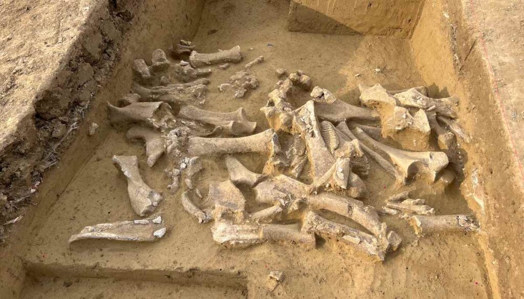 Mammoetbotten op een archeologische vindplaats in Oostenrijk