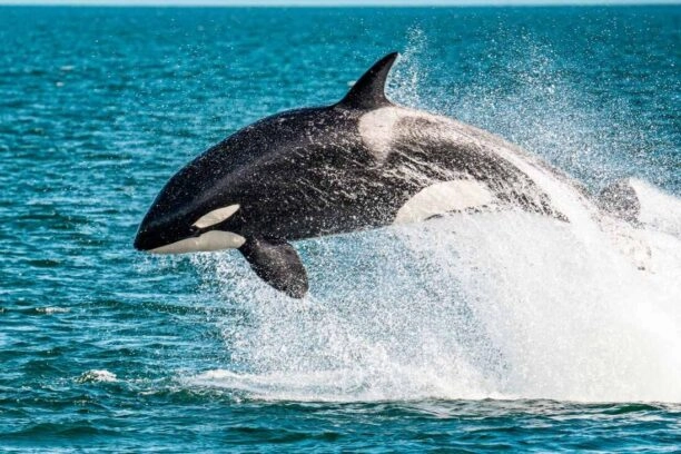orka springt uit het water