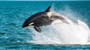 orka springt uit het water